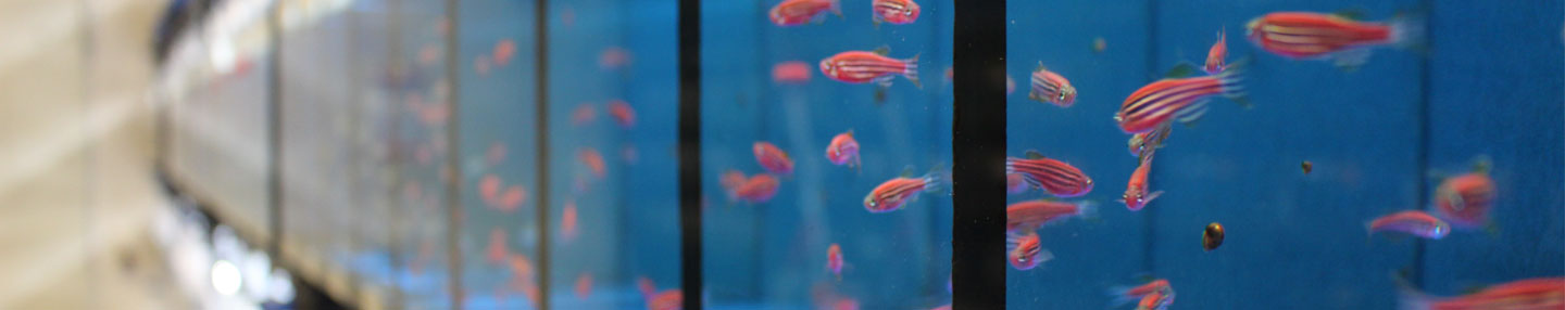 A picture of several zebrafishes in differnt tanks in a facilty